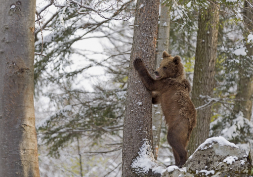 Medvěd hnědý  (Ursus arctos)  IMG_1372ok