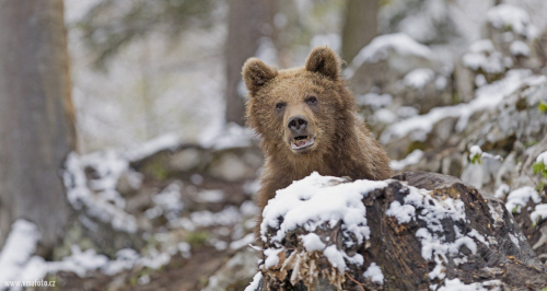 Medvěd hnědý  (Ursus arctos)  IMG_1403ok