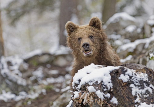 Medvěd hnědý  (Ursus arctos)  IMG_1403ok