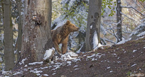 Medvěd hnědý  (Ursus arctos)  IMG_1924ok