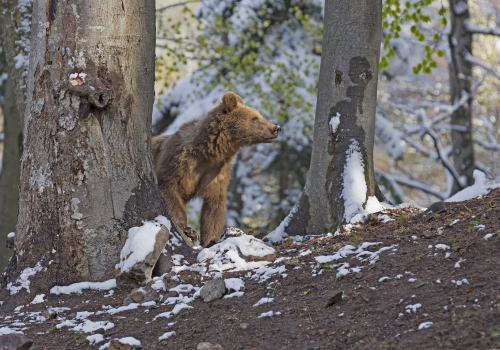 Medvěd hnědý  (Ursus arctos)  IMG_1924ok