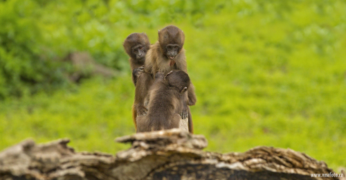 Dželada hnědá  (Theropithecus gelada)  IMG_2395ok