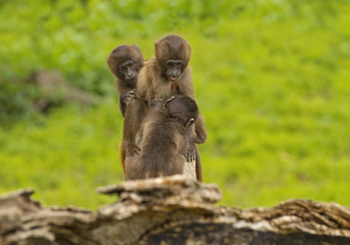 Dželada hnědá  (Theropithecus gelada)  IMG_2395ok