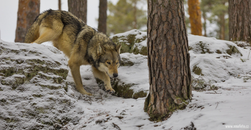 Vlk obecný  (Canis lupus)  IMG_2407ok