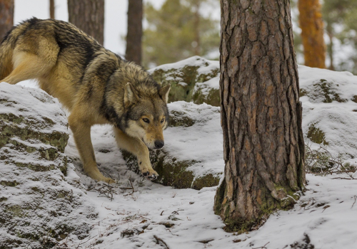 Vlk obecný  (Canis lupus)  IMG_2407ok