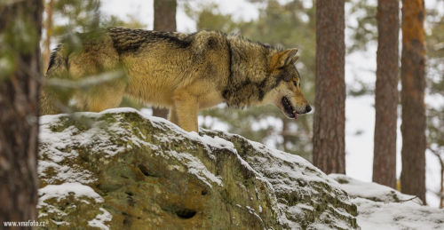 Vlk obecný  (Canis lupus)  IMG_2501ok
