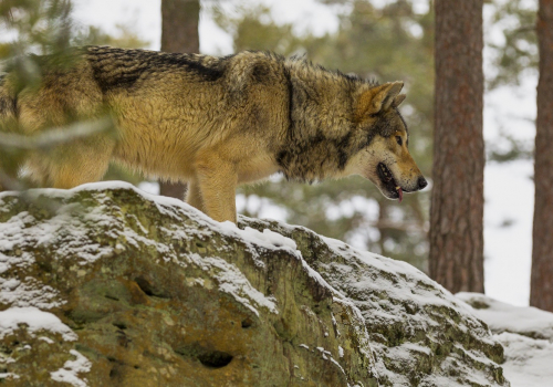 Vlk obecný  (Canis lupus)  IMG_2501ok