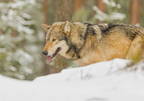 Vlk obecný  (Canis lupus)  IMG_2899ok