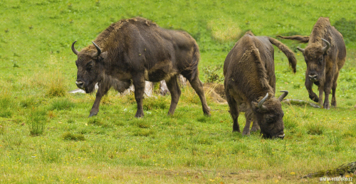 Zubr evropský  (Bison bonasus)  IMG_3198ok