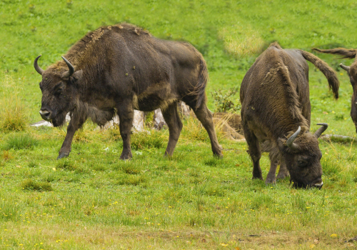 Zubr evropský  (Bison bonasus)  IMG_3198ok