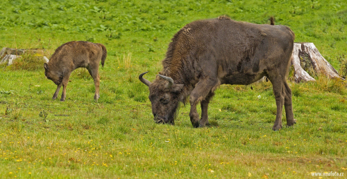 Zubr evropský  (Bison bonasus)  IMG_3209ok-2