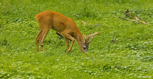 Srnec obecný  (Capreolus capreolus)  IMG_3418ok