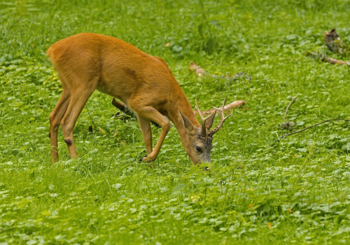 Srnec obecný  (Capreolus capreolus)  IMG_3418ok