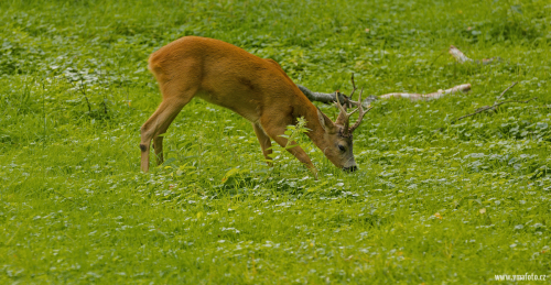 Srnec obecný  (Capreolus capreolus)  IMG_3791ok