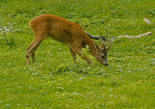 Srnec obecný  (Capreolus capreolus)  IMG_3791ok