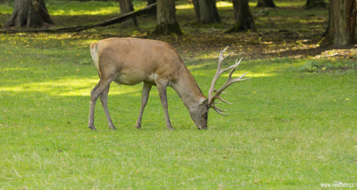 Jelen evropský  (Cervus elaphusI)  MG_3873ok