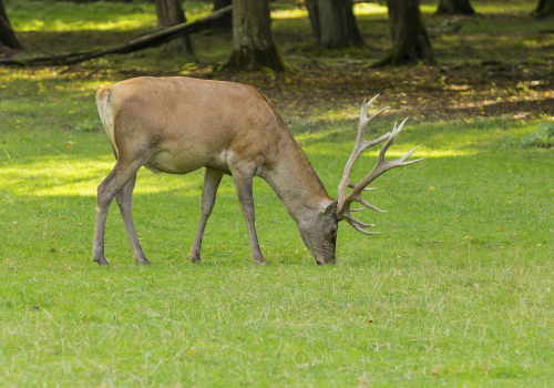 Jelen evropský  (Cervus elaphusI)  MG_3873ok