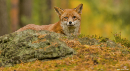 Liška obecná  (Vulpes vulpes)  IMG_6796ok
