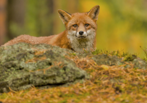 Liška obecná  (Vulpes vulpes)  IMG_6796ok