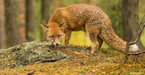 Liška obecná  (Vulpes vulpes)  IMG_6820ok