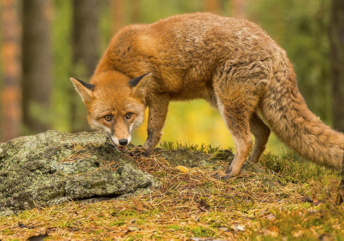 Liška obecná  (Vulpes vulpes)  IMG_6820ok