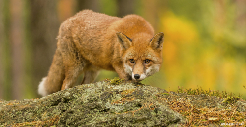 Liška obecná  (Vulpes vulpes)  IMG_7009ok