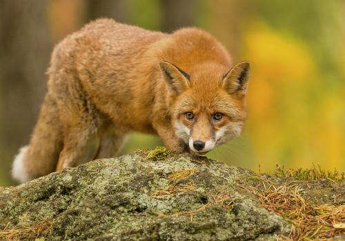 Liška obecná  (Vulpes vulpes)  IMG_7009ok