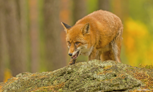 Liška obecná  (Vulpes vulpes)  IMG_7077ok