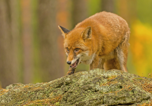 Liška obecná  (Vulpes vulpes)  IMG_7077ok