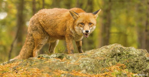 Liška obecná  (Vulpes vulpes)  IMG_7294ok