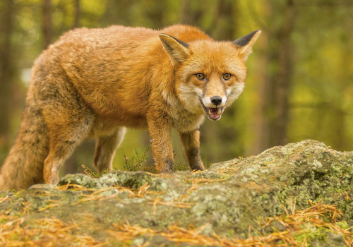 Liška obecná  (Vulpes vulpes)  IMG_7294ok