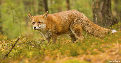 Liška obecná  (Vulpes vulpes)  IMG_7412ok