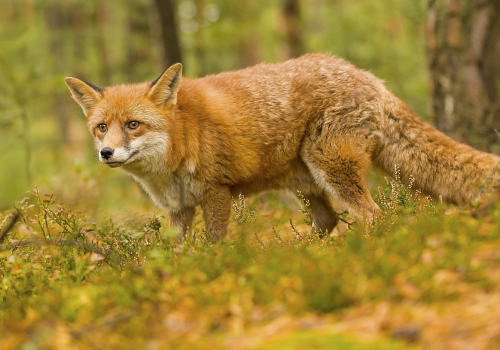 Liška obecná  (Vulpes vulpes)  IMG_7412ok