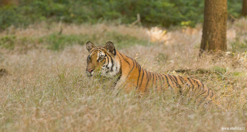 Tygr ussurijský  (Panthera tigris)  IMG_7874ok