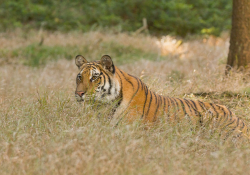 Tygr ussurijský  (Panthera tigris)  IMG_7874ok
