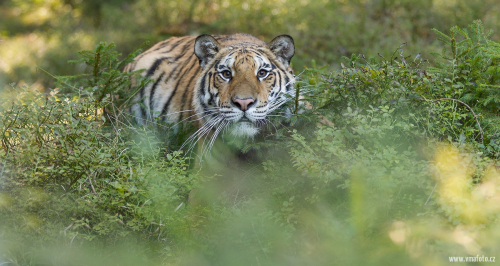 Tygr ussurijský  (Panthera tigris)  IMG_8063ok