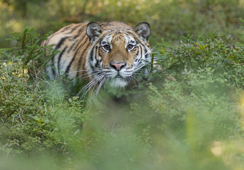 Tygr ussurijský  (Panthera tigris)  IMG_8063ok