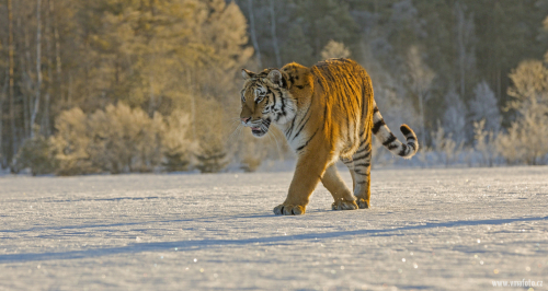 Tygr ussurijský  (Panthera tigris)  IMG_8486ok