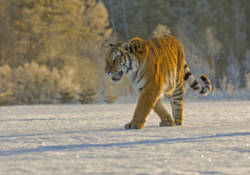 Tygr ussurijský  (Panthera tigris)  IMG_8486ok