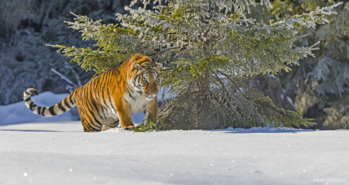 Tygr ussurijský  (Panthera tigris)  IMG_8672ok