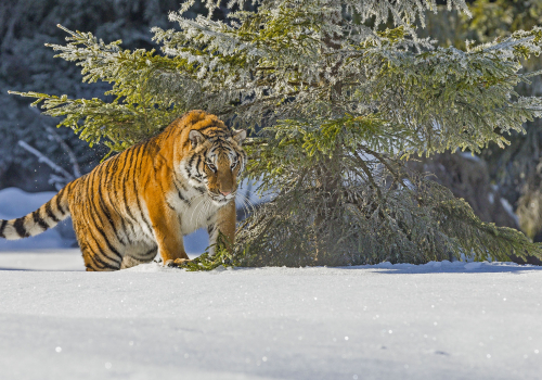 Tygr ussurijský  (Panthera tigris)  IMG_8672ok