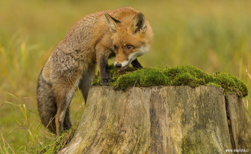 Liška obecná  (Vulpes vulpes)  IMG_8977ok