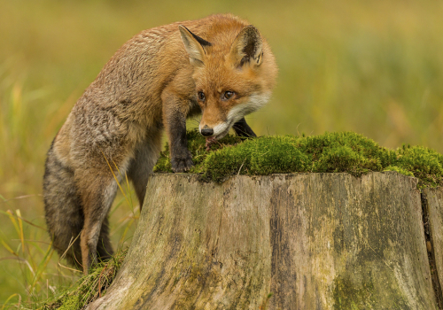 Liška obecná  (Vulpes vulpes)  IMG_8977ok
