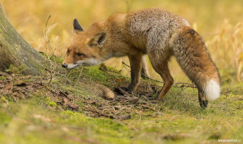Liška obecná  (Vulpes vulpes)  IMG_9135ok