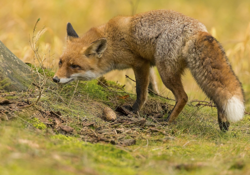 Liška obecná  (Vulpes vulpes)  IMG_9135ok