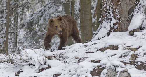 Medvěd hnědý  (Ursus arctos)  IMG_9525ok