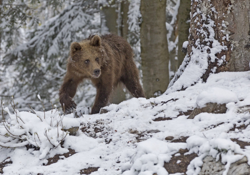 Medvěd hnědý  (Ursus arctos)  IMG_9525ok