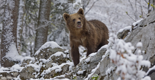 Medvěd hnědý  (Ursus arctos)  IMG_9564ok