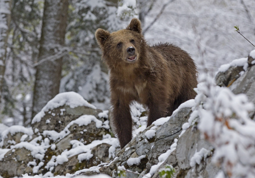 Medvěd hnědý  (Ursus arctos)  IMG_9564ok