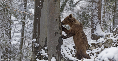 Medvěd hnědý  (Ursus arctos)  IMG_9581ok